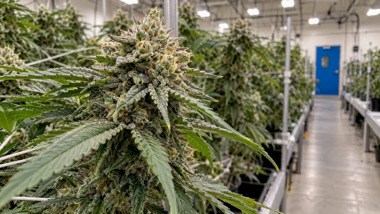 Linalool Effects: What This Floral Terpene Really Does